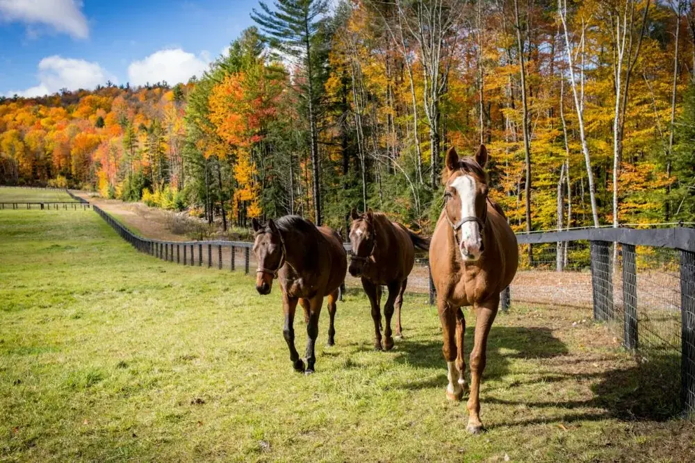 horses standing in a field