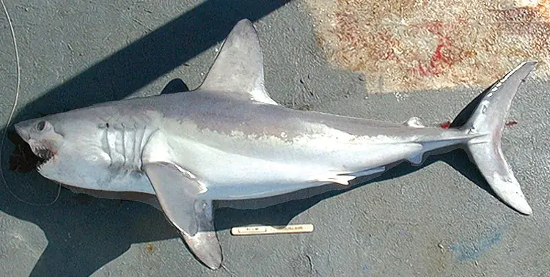Heringshai (Lamna nasus)