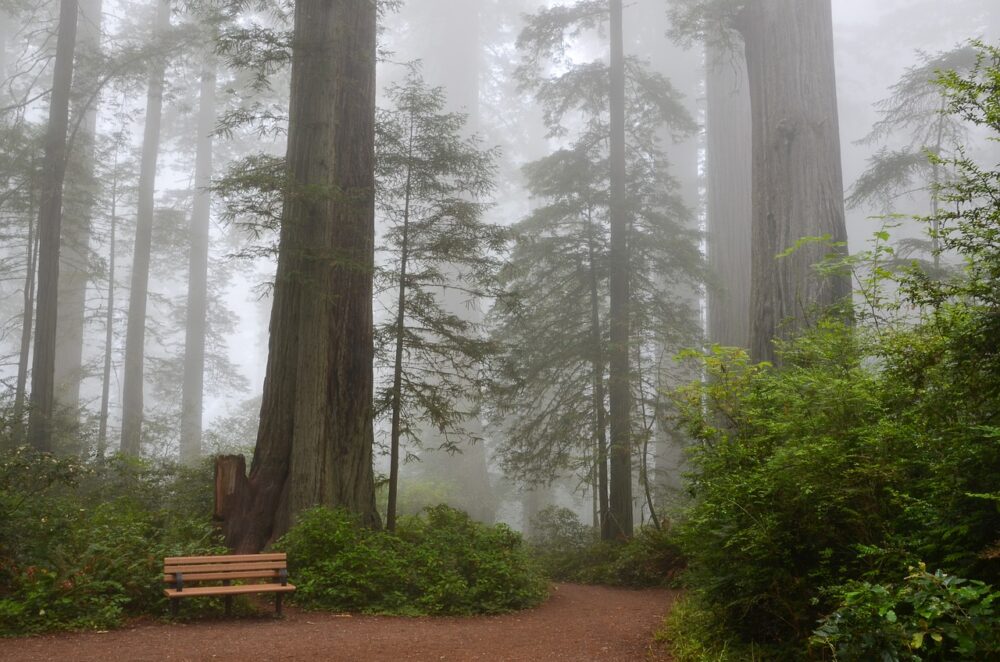 Redwood Nationalpark