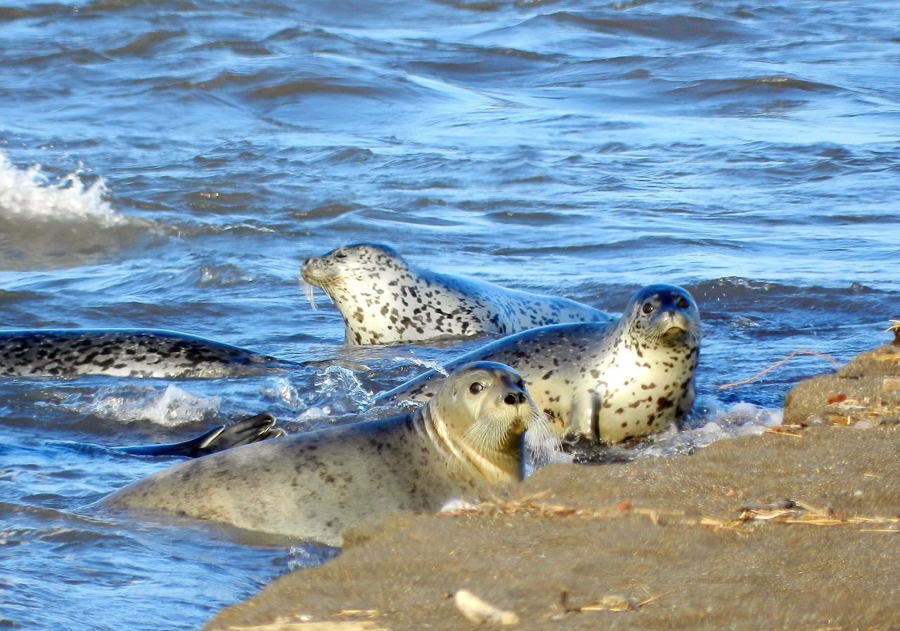 Ringelrobbe in der Ostsee