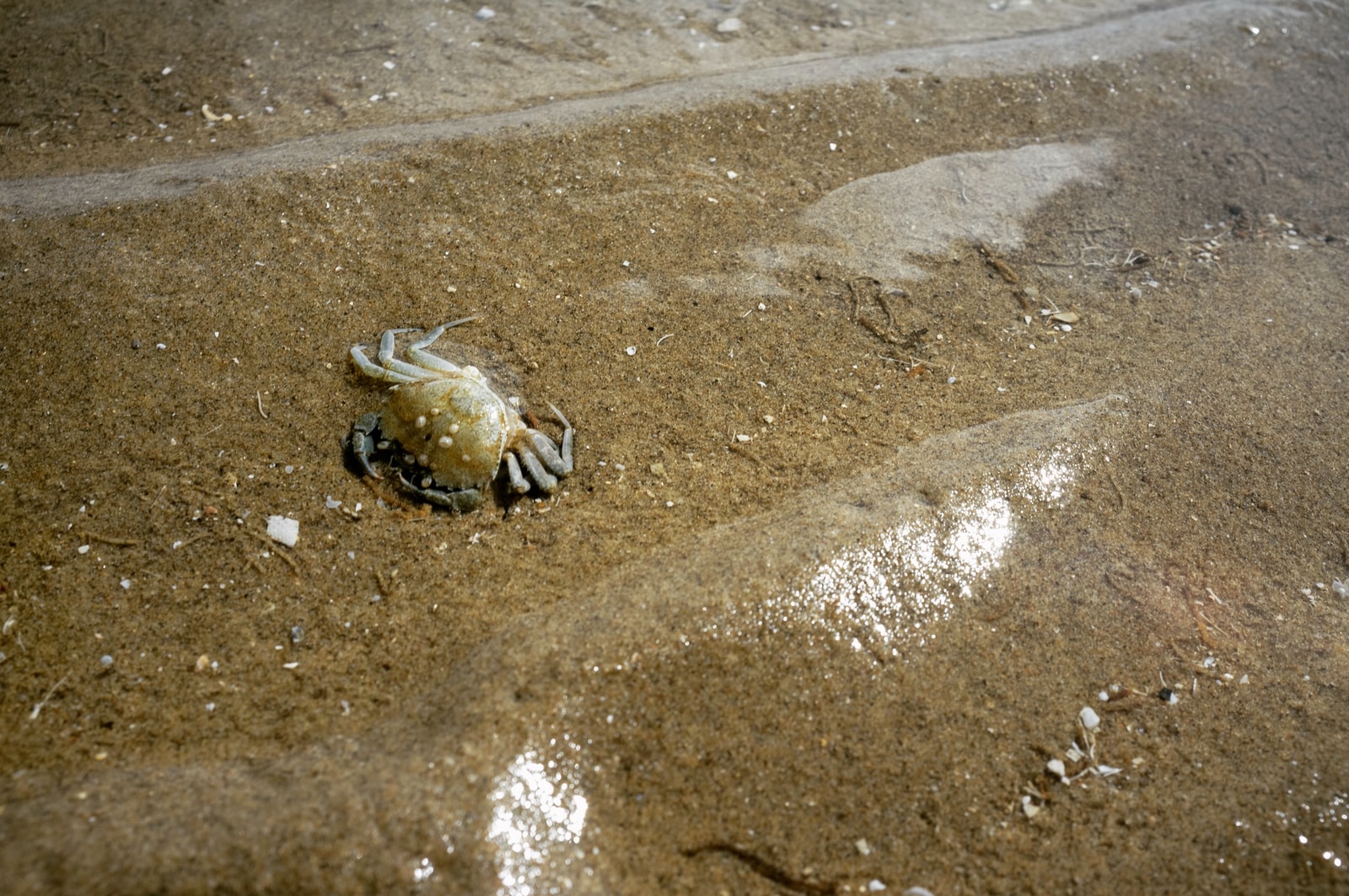 Strandkrabbe