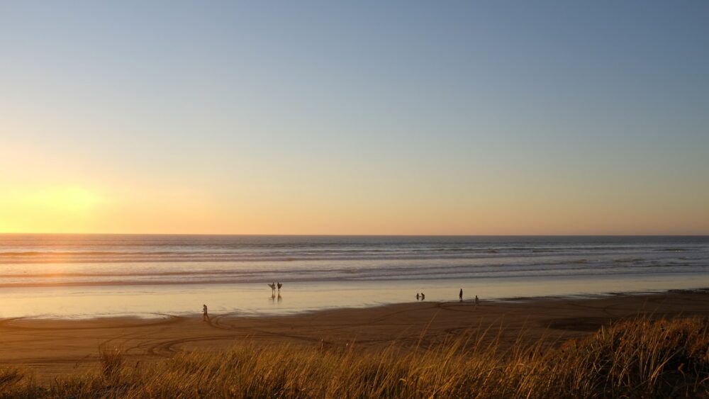 grass near sea during golden hour