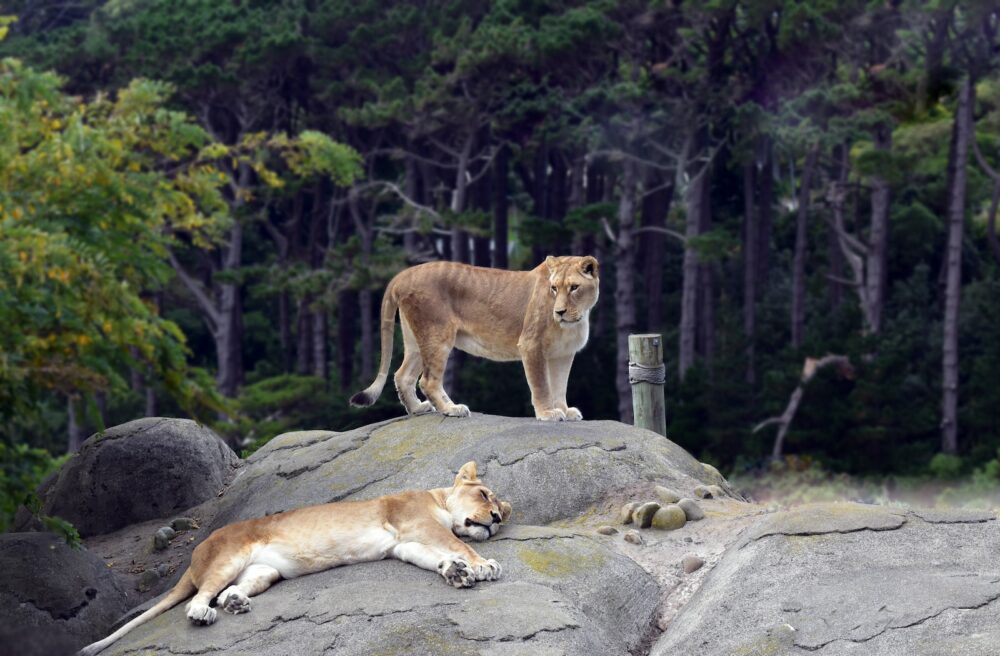 brown lioness on gray rock during daytime