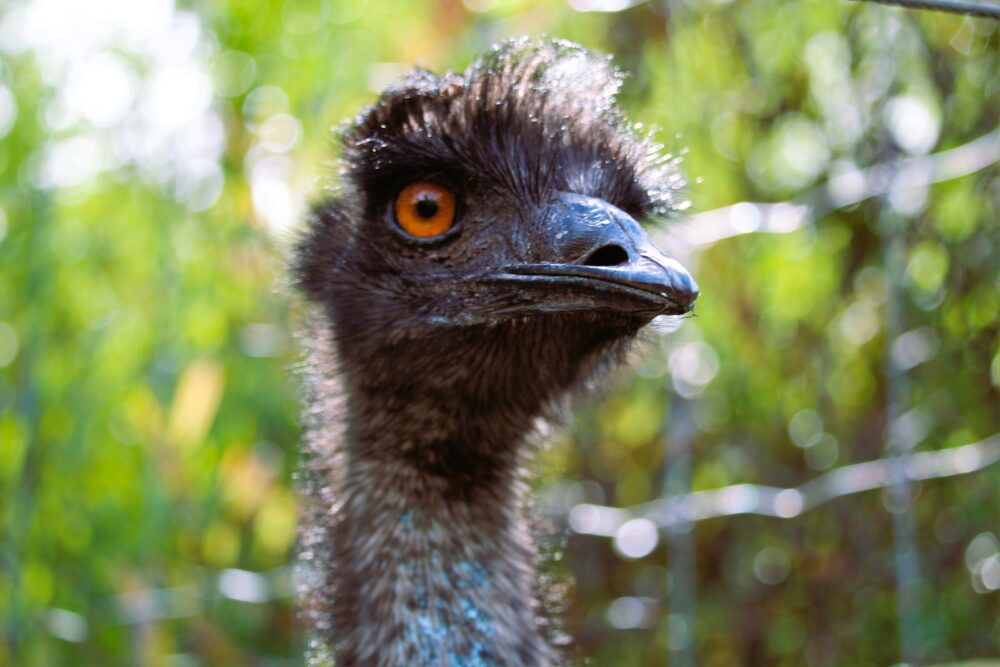 a close up of an ostrich's head with trees in the background
