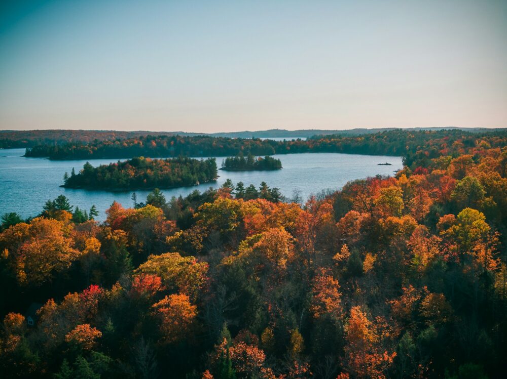 green and brown trees near body of water during daytime