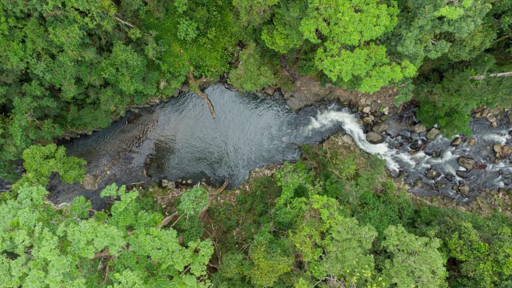 a river running through a lush green forest