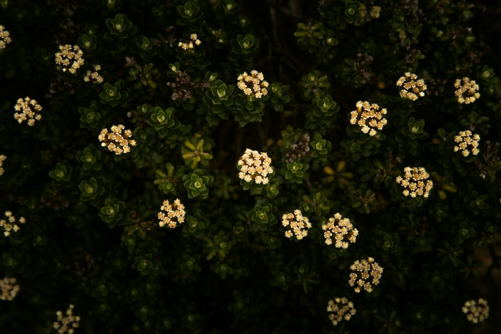 white and yellow flowers with green leaves